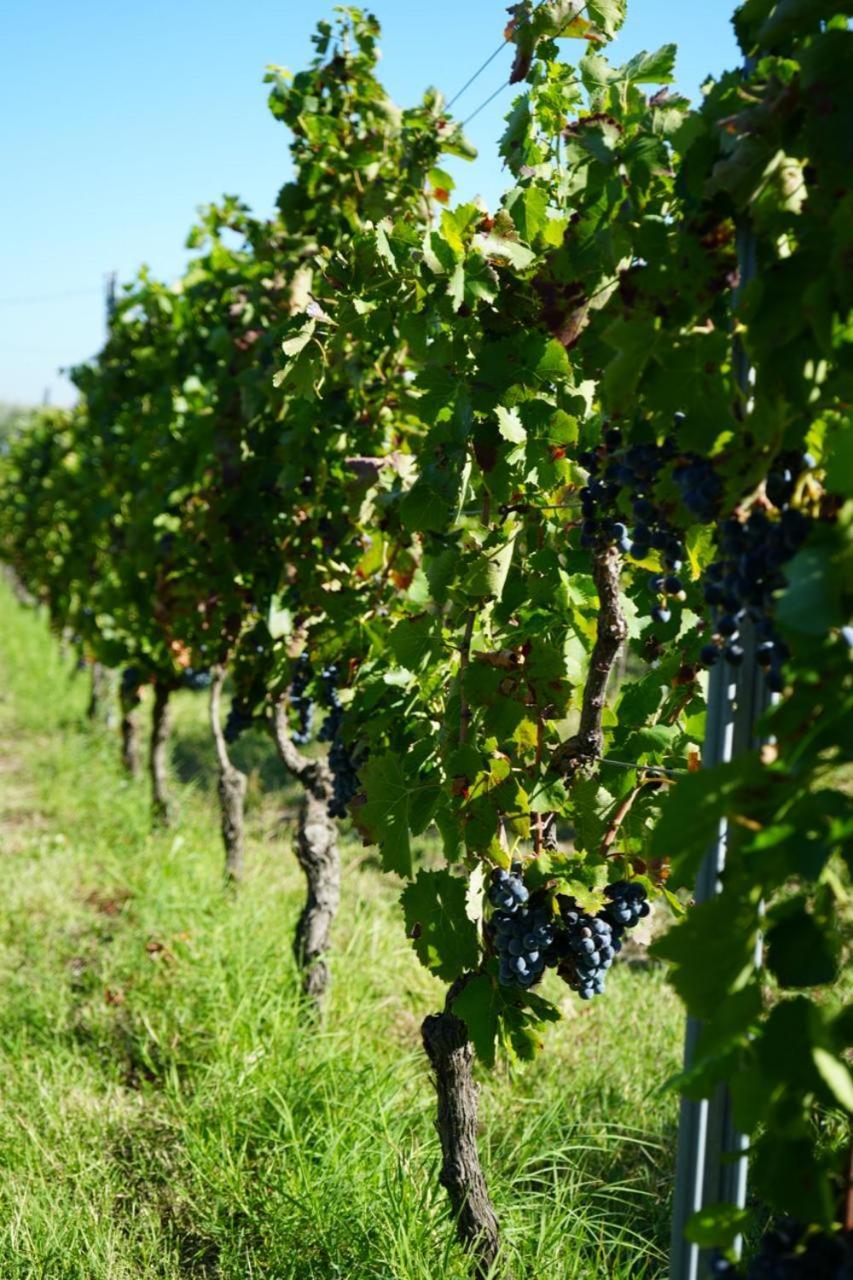 Masseria Spinale Wine Resort Melfi Exteriér fotografie